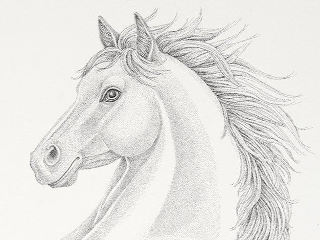 Freedom - Wild Horse