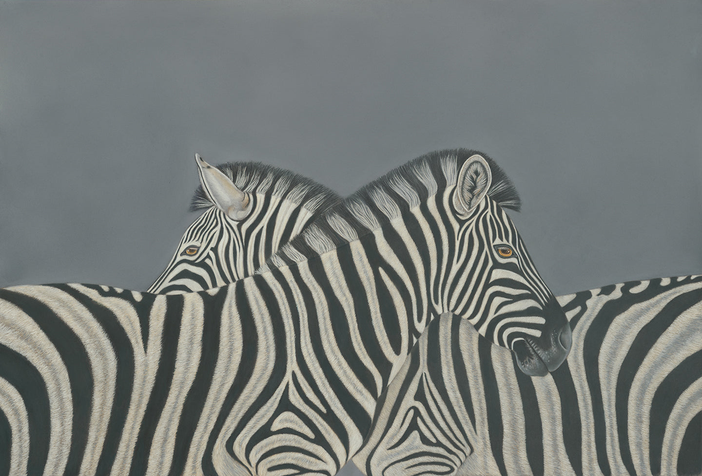 Stripes - Zebras